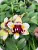 Phal. (Anmio Yellow Bat x Chia E Yenlin)